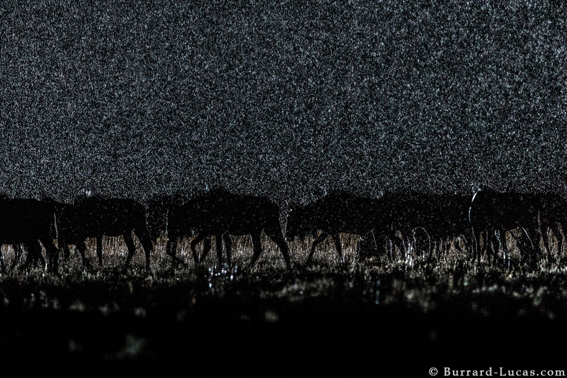 Illustration for article titled 13 Sensational Camera Trap Photos of African Animals At Night